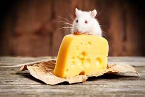 Rat eating cheese in Atlanta