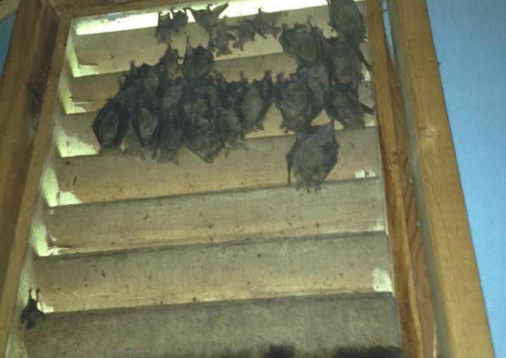 Bat Season Alert: How to Safely Manage Bats This Season