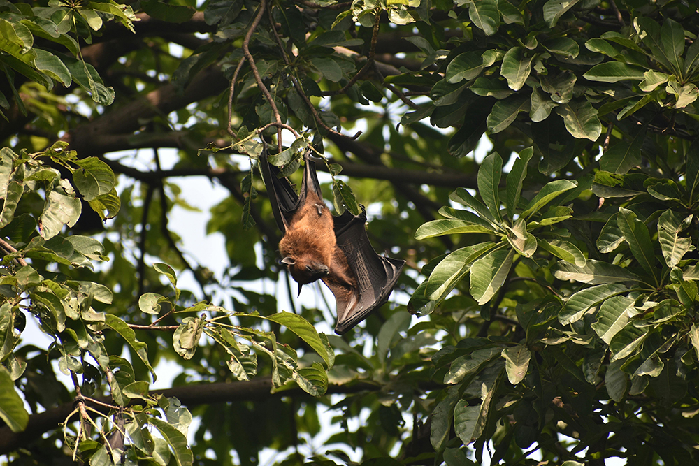 Three Reasons Bats Are a Danger to Homeowners