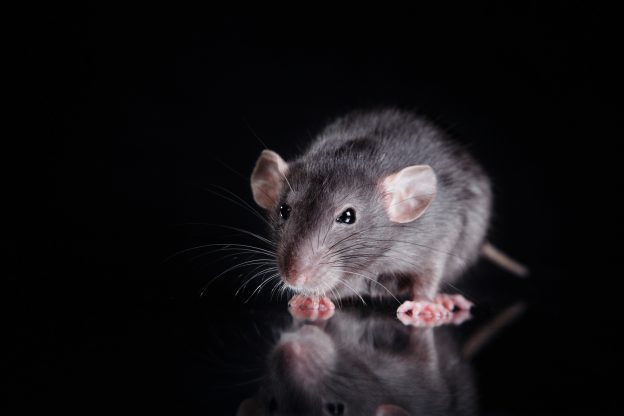 Benefits of Contacting a Professional for Rat Problems
