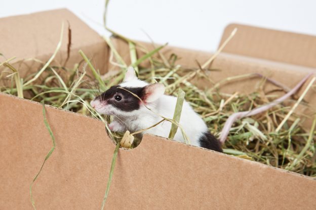 Top 4 Essential Steps to Take Before Rodent Removal