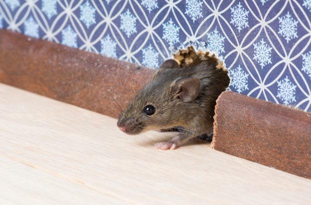 How Quickly Rodents Can Spread in Your Home