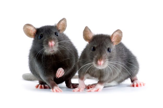The Potential Health Risks of Rats in Your Home