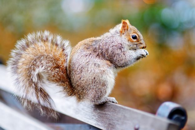 Why Squirrel Removal Should be Left to the Professionals