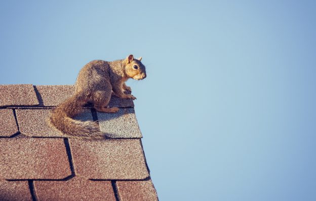 MayDay specializes in critter removal and exclusions