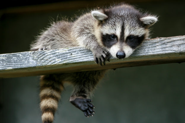 Dos and Don’ts of Summer Raccoon Control