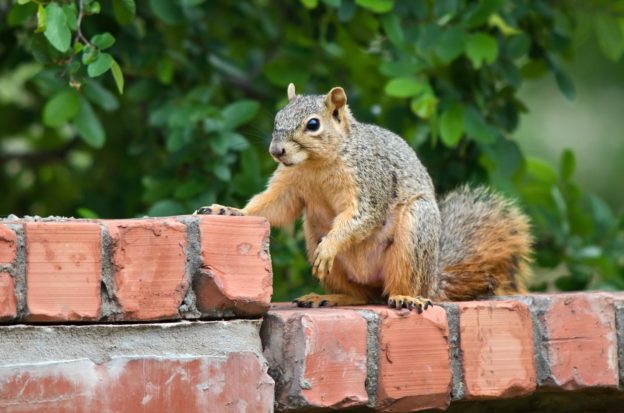 Tips on Getting Rid of Pests in the Attic