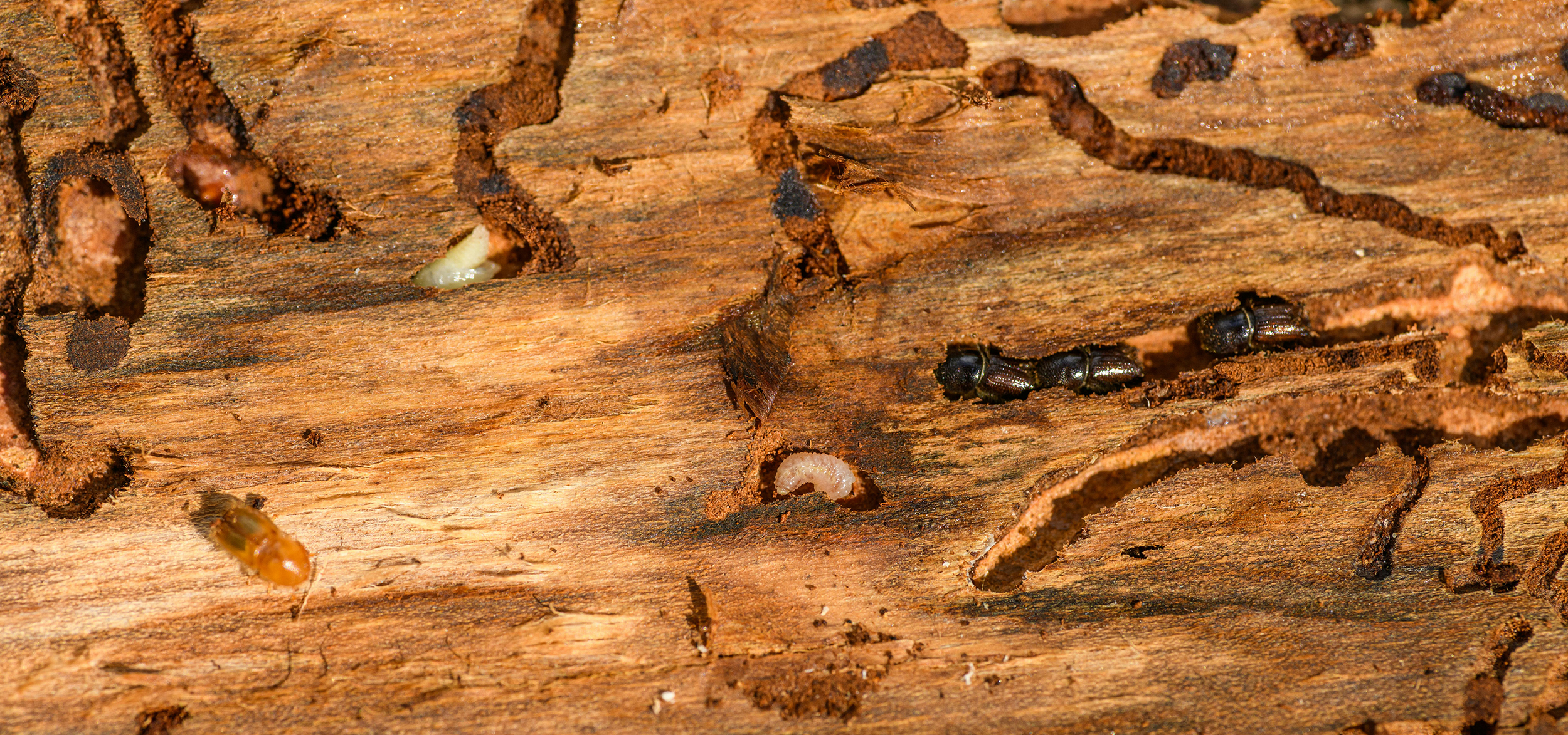 Hidden Costs: 3 Types of Damage Pests Cause to Your Home