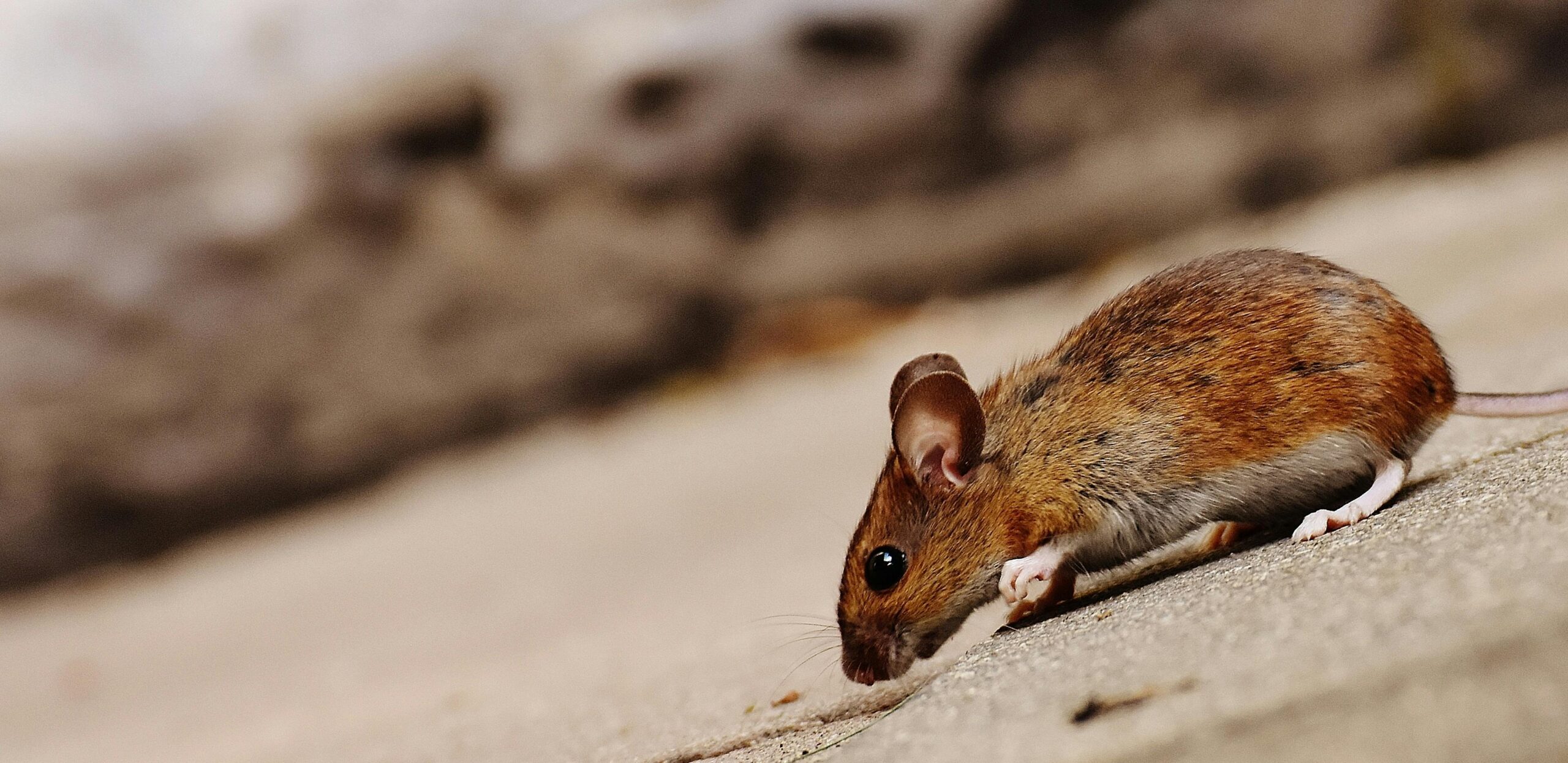 Identifying Wildlife that Can Damage Your Property
