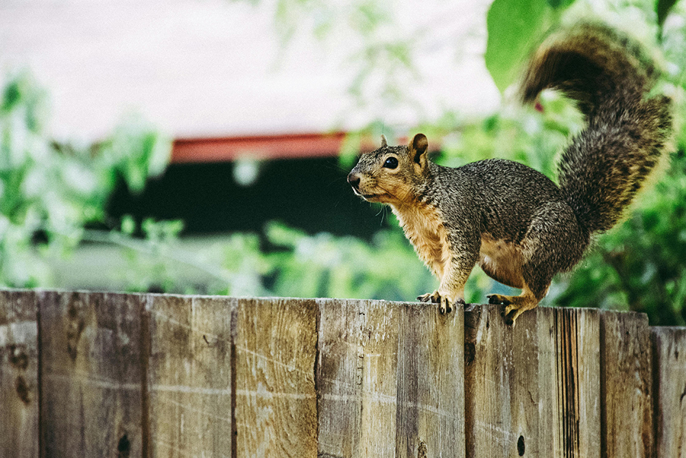 When Squirrels Overrun Your Yard: The Impacts and Solutions